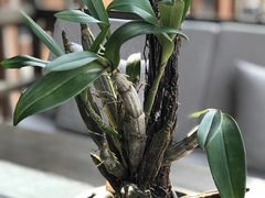 -大可堂普洱茶馆(襄阳南路馆)
