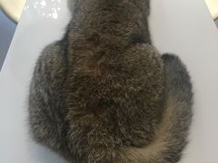 -飞行喵MR PILOT|猫舍·猫咖(静安大融城店)