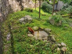 -都江堰中华大熊猫苑