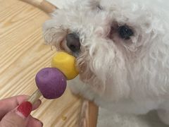 -帕帕拉兹宠物(亚洲旗舰店)