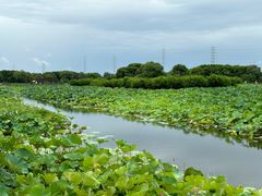 -荷塘月色湿地公园·向阳花洲