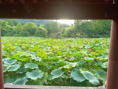 -龙头寺公园