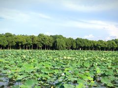 -荷塘月色湿地公园·向阳花洲