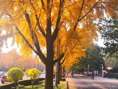-三里屯东五街银杏大道