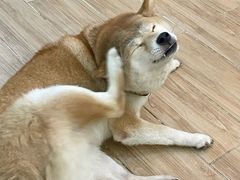 -李小姐の猫咖啡馆(五角场店)