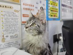 -pd派德宠物中心医院24H急重症·眼科中心·血液透析中心(嵩山北路店)