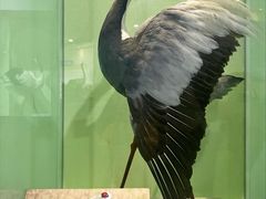 -盐城丹顶鹤湿地生态旅游区