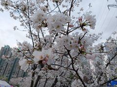 -西北湖绿化广场