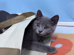 -纳吉亚猫专科动物医院·北北分院