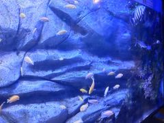 -芜湖新华联大白鲸海洋公园