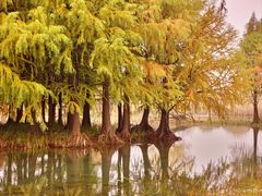 -贡湖湾湿地公园