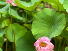 -陈家山荷花公园