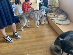 -Husky Go! 哈士奇体验馆·宠物咖啡厅狗咖