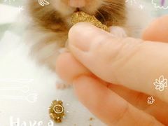 -彩虹桥宠物火化殡葬善终服务(金乐大厦店)