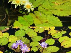 -国家植物园南园