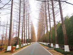 -黄海国家森林公园