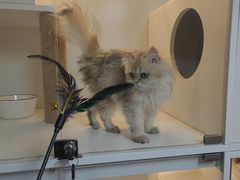 -十月米努特矮脚猫舍