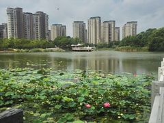 -新江湾城公园