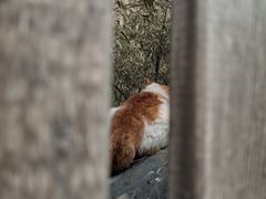 -大觉寺-停车场