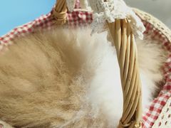 -RU DUCK柯尔鸭公社·撸鸭俱乐部·羊驼·小香猪