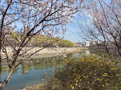 -桃花堤公园
