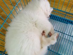 -翊宠yipet猫狗购宠庄园犬舍•猫舍