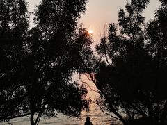 -宝安西湾红树林湿地公园