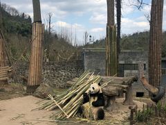 -都江堰中华大熊猫苑