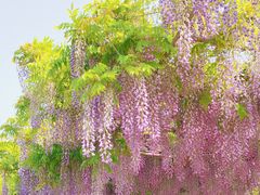 -嘉定紫藤园