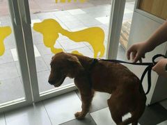 -荣耀金沙动物医院(清江西路店)