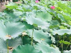 -四川大学(望江校区)