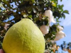 -始于2011柳周农家菜沙田柚美食店(东大街店)