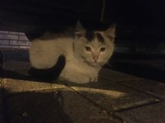 -清真盛志望麻酱酿皮·非遗老字号