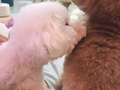 -喵宠乐园·撸猫互动·猫舍