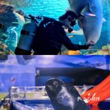梦想的星辰大海，等你奔赴而来｜海洋馆开播送门票赠咯