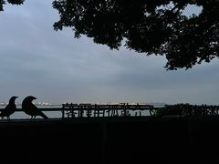 -大湾区中央湿地公园