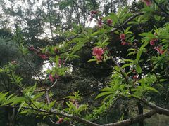 -桃花涧