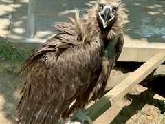 -西霞口神雕山野生动物世界