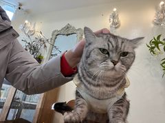 -共舞时光猫咖·狗咖(新街口店)