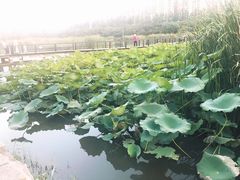 -前关湿地公园