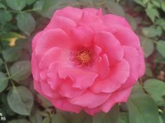 -花溪公园