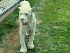-西霞口神雕山野生动物世界