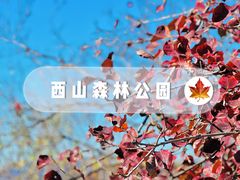 -北京西山国家森林公园