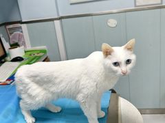 -纳吉亚猫专科动物诊疗中心(蒋宅口分院)