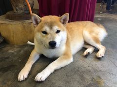 -more than meow吴止猫主题餐厅(承德 中船汇店)