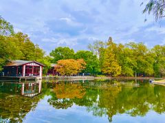 -上海共青森林公园