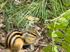 -五营红松林海景区