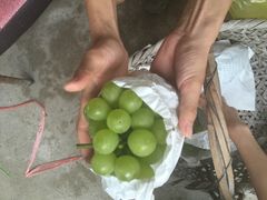 -马陆小张葡萄园农家乐