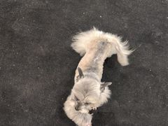 -BABIT巴比特宠物(MOMOPARK店)