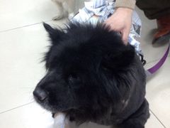 北京康乐宝动物医院-康乐宝动物医院